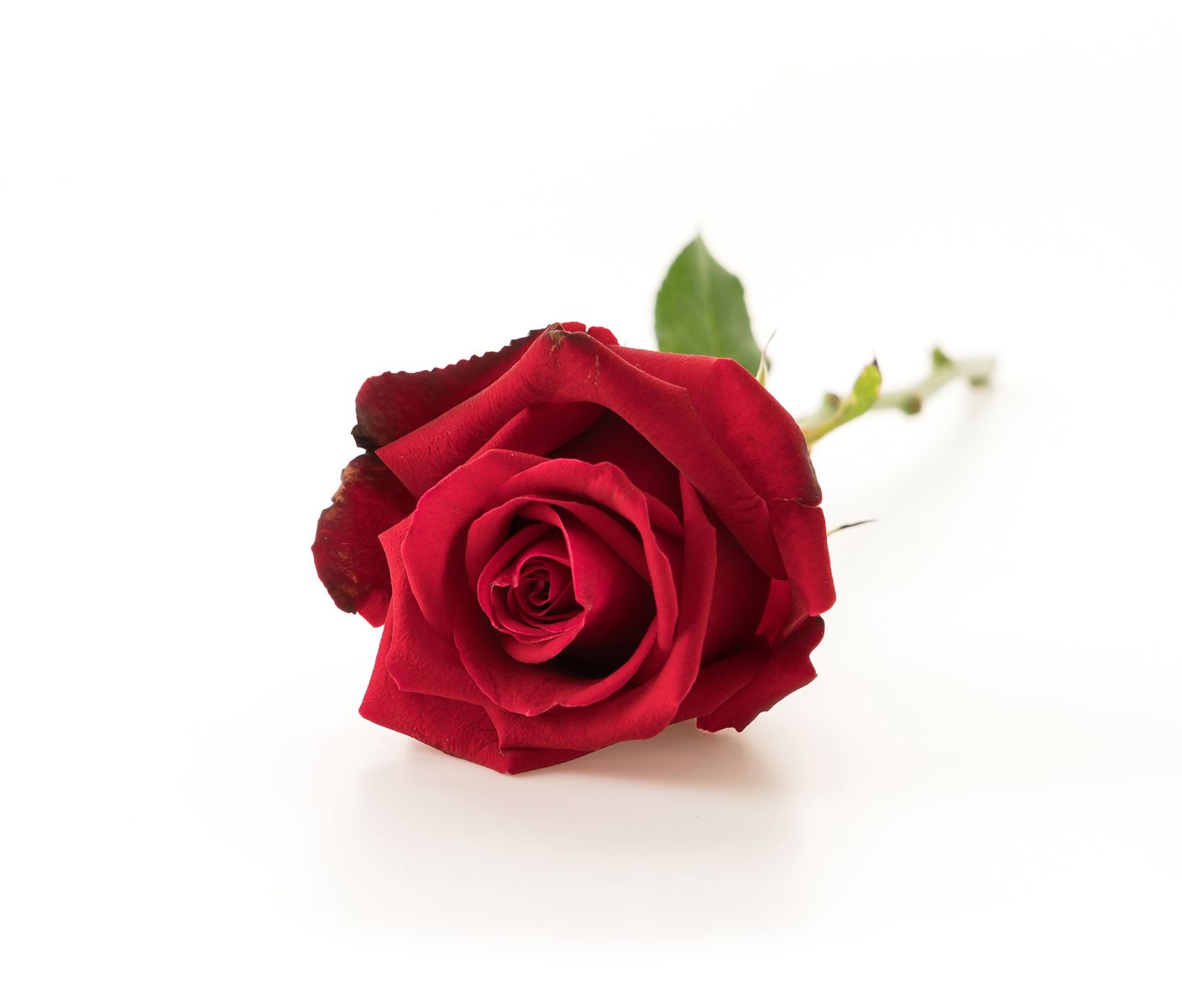 rosa fiore